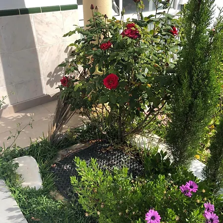 Stella Blanca 24b * פואנגירולה